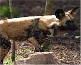 The Prowling Painted Hunting Dog - art print by Jennifer Moseley - 8inch x 10inch