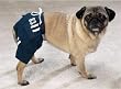 Dog Shorts - Casual Canine Sport Trunks - X-Small (XS)