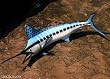 Taxidermy Fiberglass 12 " White Marlin Wall Mount