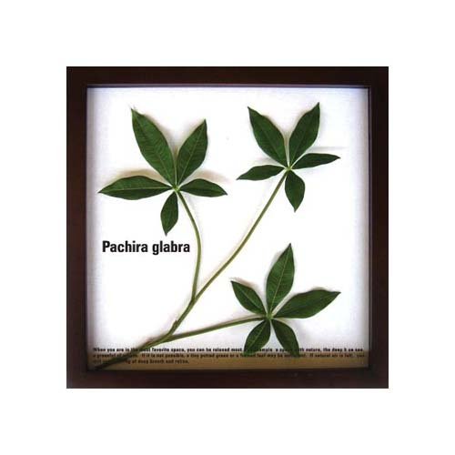 《リーフパネル》Pachira glabra(パキラ グラブラ )