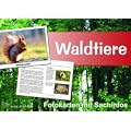 Waldtiere - Fotokarten mit Sachinfos
