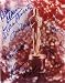 Academy Award Winners autographed 8x10 Photo by Kevin Spacey, Rita Moreno, Ellen Burstyn, Joel Grey, Kim Hunter, Judi Dench, & E