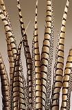 pheasant feather