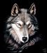 Indigo Wolf Queen Size Plush Raschel Blanket 79x95