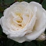 Diamond Wedding Anniversary Gifts-Rose Diamond Anniversary