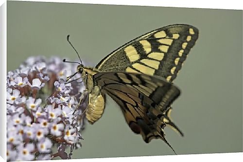 Canvas Prints of Butterfly from Country Life Canvas Prints of Butterfly from Country Life