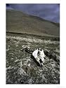 Anima Skeleton, Argentina, Photographic Poster Print by Michael Brown, 12x16