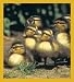 Ducklings Bookmark Image
