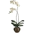 Phalaenopsis Orchid in Pot - 28"