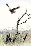 Marsh Harrier Etching Austen, Winifred Animals, Dogs Birds Engraving Intaglio