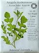 Arugula Certified Organic Heirloom Seeds 200 Seeds
