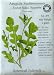 Outdoor Living : Arugula Certified Organic Seeds