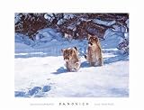 Cautious Approach, Art Poster by Banovich, size 34 x 26