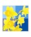 Daffodils - blue cube backdrop Botanical Photographic Poster Print by Tanya Trevor, 16x20