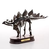 恐竜 ステゴサウルス スケルトンモデルイメージ