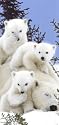Christmas Cards - Luxury Acetate Box of 12 - Polar Bear Lie In