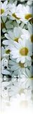 Skinit Protective Skin for iPod Classic 5G (Daisies)