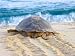 Loggerhead Turtle, Nagata, Kagoshima, Yakushima, Japan Premium Photographic Poster Print by Rob Tilley, 24x18