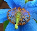 10 Seeds, Poppy "Blue Himalayan" (Meconopsis betonicifolia) Seeds by Seed Needs