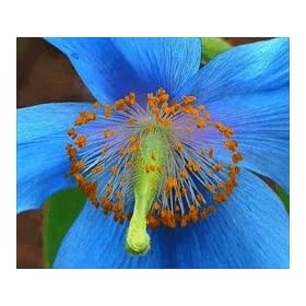 Blue Poppy (Rare) - Meconopsis Betonicifolia Blue Himalayan - 10 Seeds + *Free Seeds*