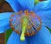 10 Seeds, Poppy