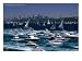 Start of Annual Sydney to Hobart Yacht Race in Sydney Harbour, Sydney, Australia Photographic Poster Print by Manfred Gottschalk, 16x12