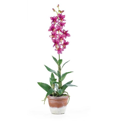 Dendrobium w/White Wash Pot - Pink