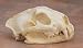 Replica Watches - Mountain Lion Skull Replica