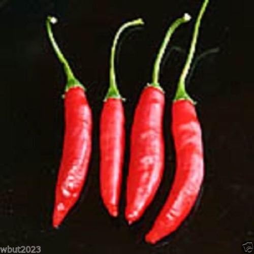 10 Ají Peruvian Pepper Seeds,Capsicum baccatum, Organic , Heirloom ,From Peru