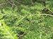 Canadian Hemlock Tree, Hefty 2 Year Old, 10-16 Inch