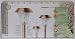 Outdoor Living : Strathwood 10 piece Outdoor Solar Light Set,  Copper