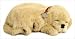 Perfect Petzzz Golden Retreiver Puppy
