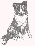 Dog Rubber Stamp - Border Collie - 2E