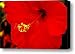 Big Red Caribbean Hibiscus Canvas Print / Canvas Art - Artist Leonard Rosenfield
