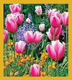 ColorBurst - Tulips Bookmark