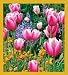 ColorBurst - Tulips Bookmark