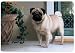 pug12  - Doormat D94 Pug Doormat 18 x 27 IndoorOutdoor