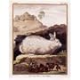 Angora Rabbit Poster Print