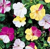 Broken Colors Four O'Clock 100 Seeds - PLUS PACK!