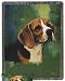 Dog Throw - Beagle Image