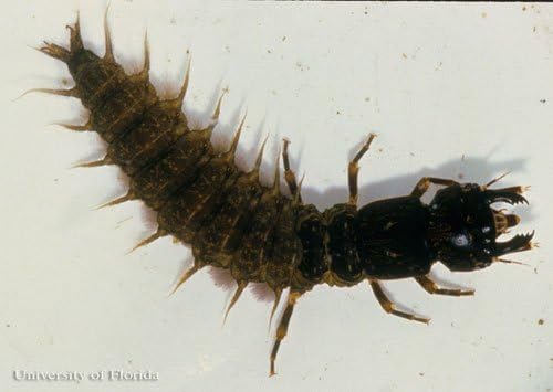 Eastern Dobsonfly Larva