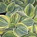 Hosta Plants - Hosta 'Ice Age Trail'