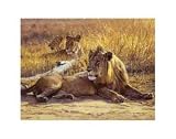 John Banovich - Zambia Lion Size 11x14 by John Banovich. PLAQUE MOUNTED. 10.68 inches width by 8.00 inches height. Highest Quality Art Poster Print