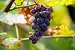 Gorgeous Grapes: The Ultimate Collection of the World's 17 Finest Grape Recipes