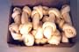 10 pcs of 8"-9" White Rawhide Knotted Bone