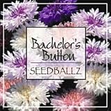 Seedballz Bachelor's Button