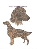 Irish Setter - Double Image by Cindy Farmer