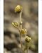 Photographic Prints of Norwegian mugwort from Ardea Wildlife Pets