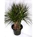Dragon Tree