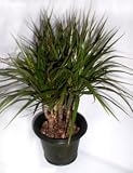 Dragon Tree